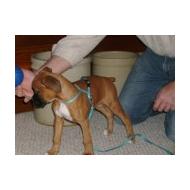 Boxer puppy on harness