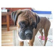 cute Boxer puppy