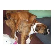 More than one Boxer dog