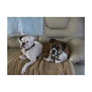 White and Colored Boxer Dogs