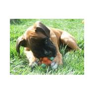 6 Week Old Boxer Puppy