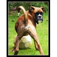 Boxer dog