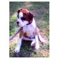 12 week old Boxer puppy