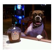 Funny Boxer dog