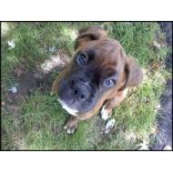 Cute Boxer pup