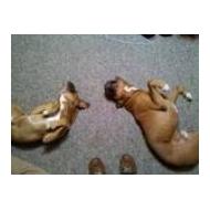 Two Boxer Dogs