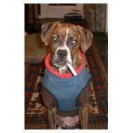 6 month old Boxer dog