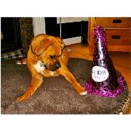 funny Boxer dog