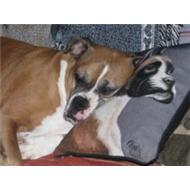Boxer dog sleeping