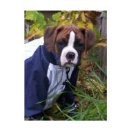 Boxer dog in clothes