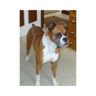 young Boxer dog
