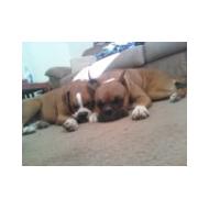 Having two Boxer puppies