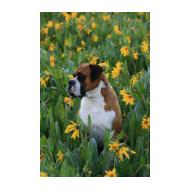 Nice Boxer dog