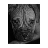 sad looking Boxer puppy