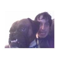Boxer dog grinning
