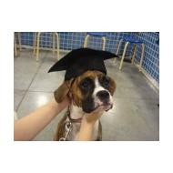 Boxer puppy school