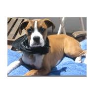 Boxer with bandana