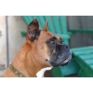 Boxer dog profile