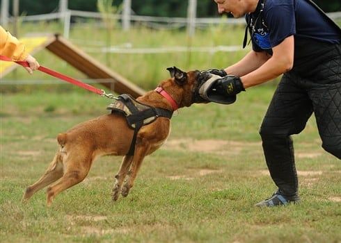 training-a-boxer-bite-work