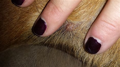tumor-on-boxer-dog-leg