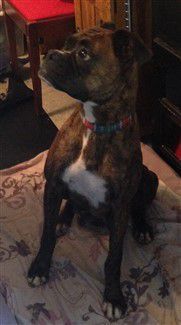 2 year old boxer dog