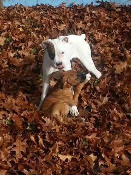 two Boxer dogs outside