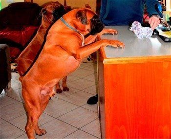 two-large-boxer-dogs