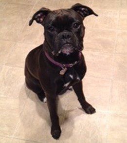 very-dark-boxer-dog 