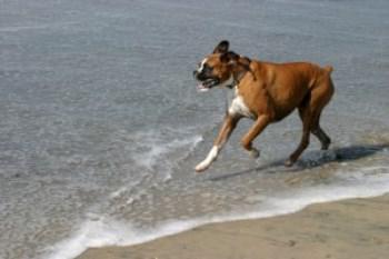 Boxer dog exercising