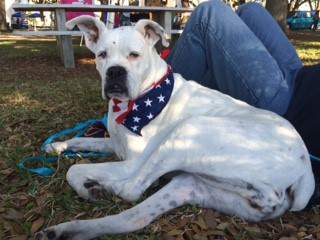 white Boxer dog, 13 years old