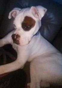 Quiet white Boxer dog