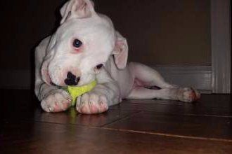white Boxer dog, female