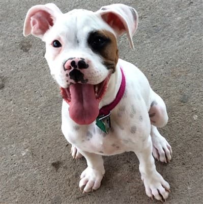white-boxer-dog-brown-patch