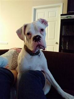 white boxer puppy