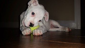 white-boxer-puppy-deaf