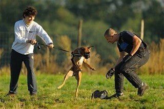 young-boxer-dog-learning-protection-training.