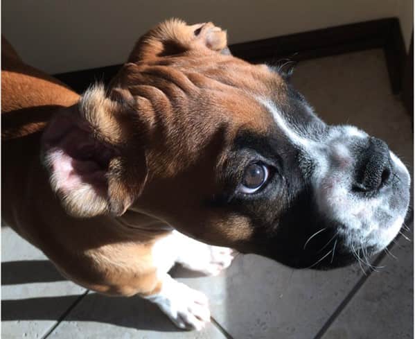 young-boxer-dog-male