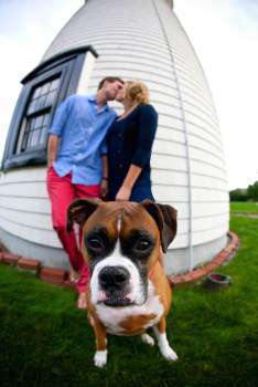 5 year old Boxer dog
