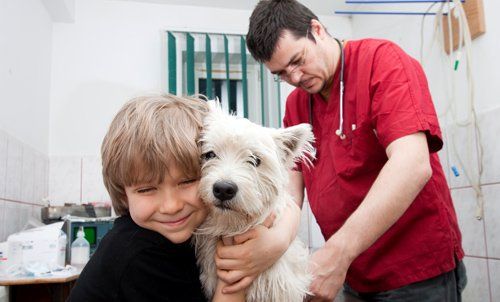 Professional taking care of the dog at the clinic