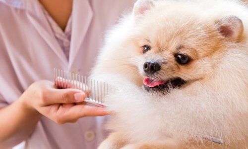 Dog being groomed