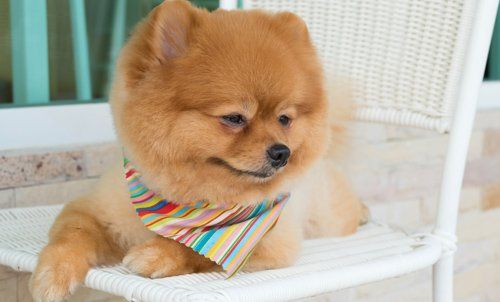 Dog sitting on the chair after grooming 