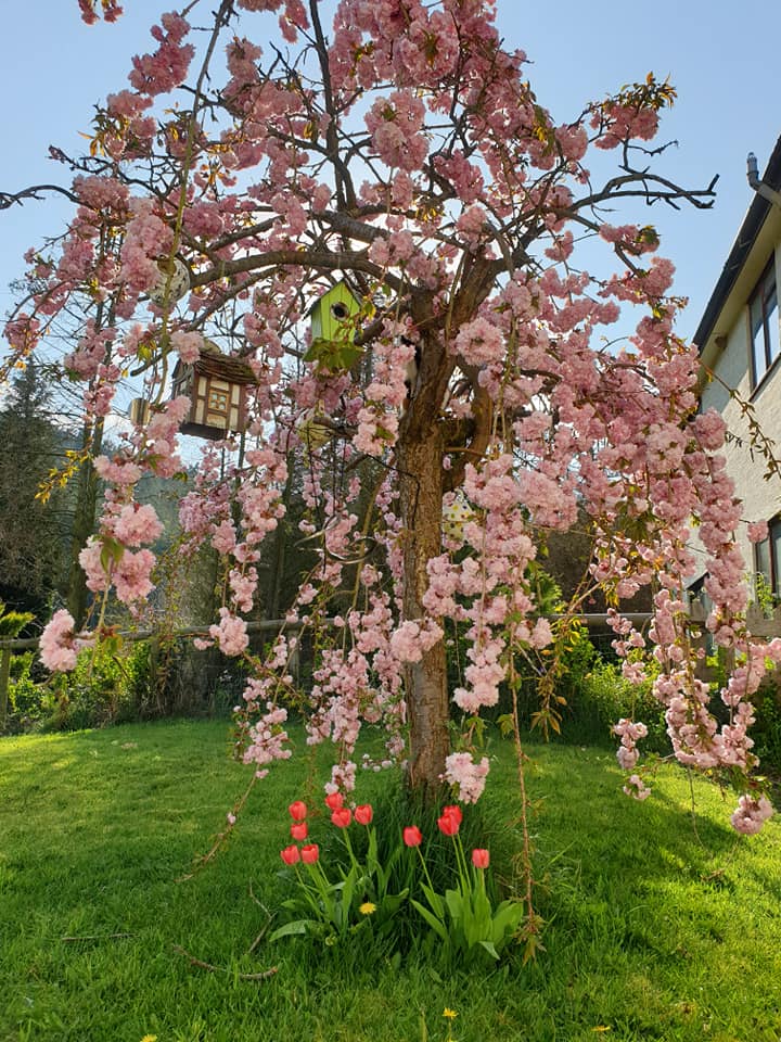 Pink flowering weeping cherry tree in a sunny garden, with birdhouses and red tulips.