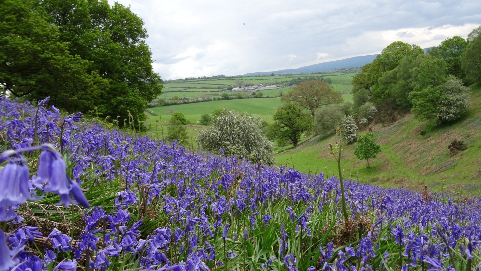 Bluebell field on a hillside with a valley and distant village under a cloudy sky.