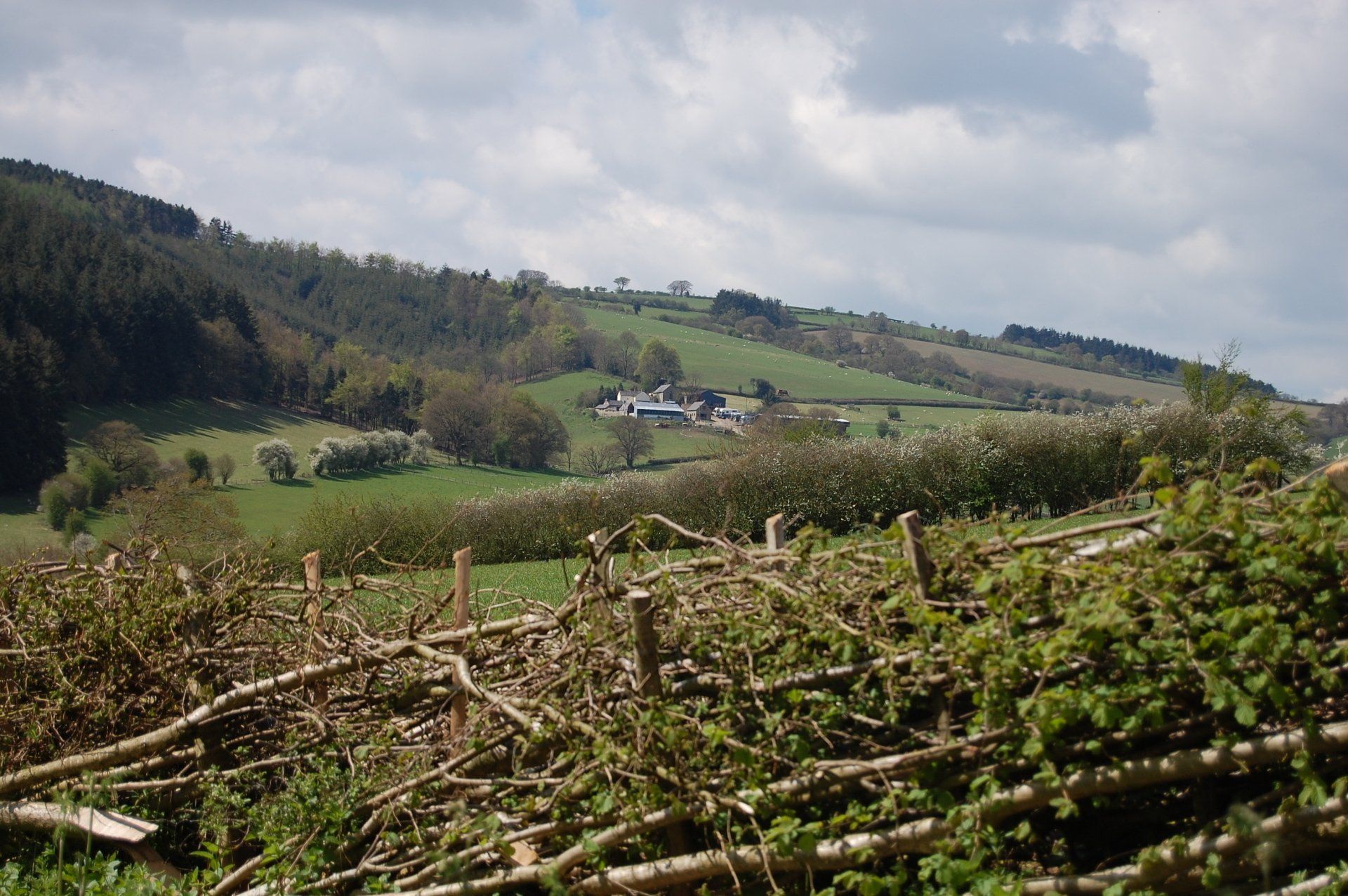 Rolling green hills with a distant building, foreground with cut branches and cloudy sky.