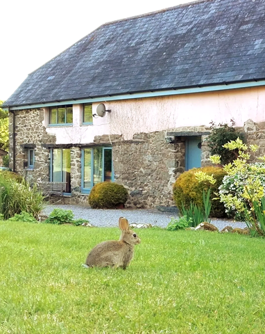 Rabbit in front of The Cob