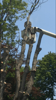 Tree Cutting - Jackson's Tree Service in Dayton, ME