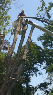 Cutting Down Tree - Jackson's Tree Service in Dayton, ME