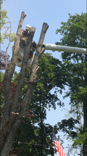 Before getting tree cut - Jackson's Tree Service in Dayton, ME