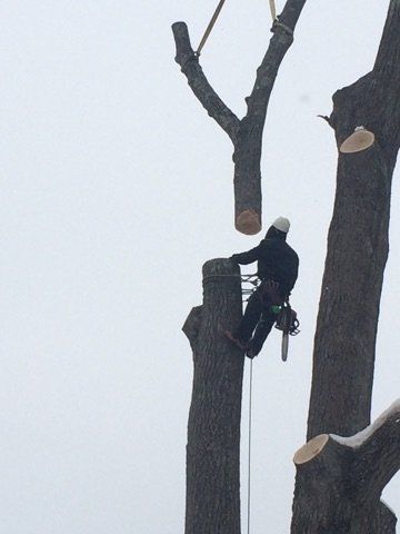 Removing Tree Limb - Jackson's Tree Service in Dayton, ME