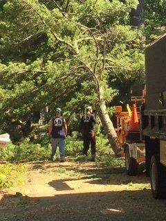 Tree Falling - Jackson's Tree Service in Dayton, ME